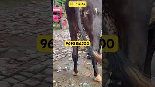 Yadav Dairy Farm Zubair Khan paisa Bazar Calicut Maksumganj ￼ Ayodhya￼ [upl. by Londoner]