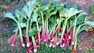 How To Harvest Rhubarb Growing Rhubarb in the Pacific Northwest [upl. by Maxie]