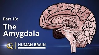 Amygdala  Human Brain Series  Part 13 [upl. by Nivonod]