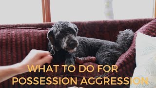 Dog Possession Aggression What To Do [upl. by Rihana515]