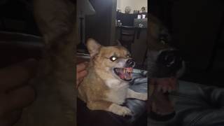 Peter the Evil Corgi Welsh Pembroke Corgi Aggressive Corgi and Growling CorgiBest Corgi Ever [upl. by Mik]