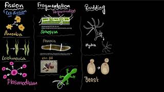 Fission fragmentation regeneration budding spores  Reproduction  Class 10 Bio  Khan Academy [upl. by Maillliw996]