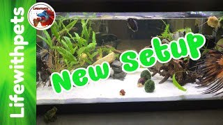 New 20 Gallon Tank Setup for Snails and New Betta Fish [upl. by Janean]