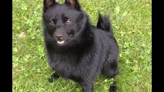 SchipperkeDog having fun [upl. by Frieder]