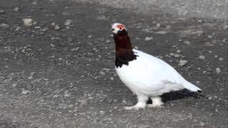 Call of the Willow Ptarmigan [upl. by Nneb364]