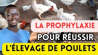 La Prophylaxie  lincroyable Secret pour réussir lélevage de poulets [upl. by Ycats637]