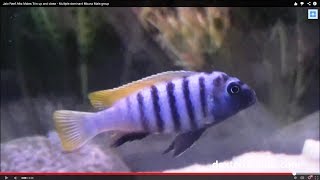 Cynotilapia Jalo Reef Afra cichlid Males Trio up and close  Jalo Reef Cichlids [upl. by Yras]