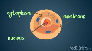 What is a Chromosome [upl. by Dlorej]