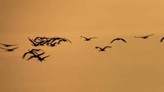 Common Cranes at Willow Tree Fen [upl. by Yahs]