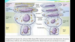 Normal periodontium Part II Gingival epithelium [upl. by Ayana]