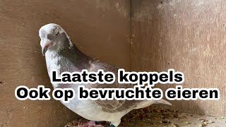 Laatste koppels op bevruchte eieren  Postduiven [upl. by Grosvenor]