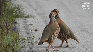 Redlegged Partridge Algarve Portugal birdingnorthdevon [upl. by Karyn]