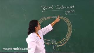 MBBS ANATOMY  Intercostal Space made Easy [upl. by Ocirederf]