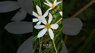 Rain Lilly Tips for growing garden flowers pahadirainlilly [upl. by Portingale]