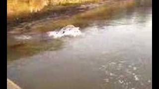 Springer spaniel trying to jump into water [upl. by Aleac189]