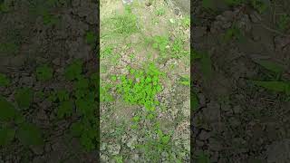 Oxalis plant plants amazingfacts [upl. by Auhel]