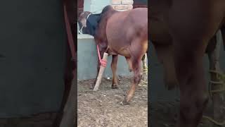 MashaAllah Cattle farm farming goatlife bachra [upl. by Dahl728]