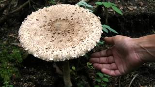 Lawrence English  Hygrophorus Russula [upl. by Ahtilat]