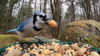 Redbellied Woodpeckers and Blue Jays [upl. by Cirdahc]