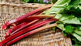 6 Amazing Health Benefits Of Rhubarb [upl. by Elleivad]