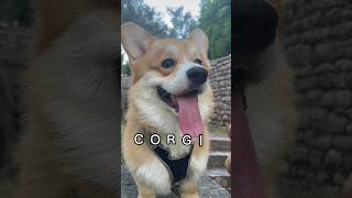 Corgi song 🍫 dogs corgi funny pets cute pretty comedy doglover doglife corgilove puppy [upl. by Danna95]