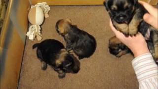 4 week old Border terrier puppies with their 3 year old mother Only 5 weeks until 8 weeks sale date [upl. by Cleaves]