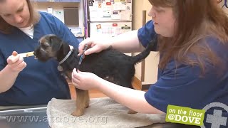 How to Administer Vaccines to Canine Patients [upl. by Jehovah95]