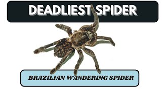 Encounter with the Brazilian Wandering Spider Worlds Most Venomous Arachnid [upl. by Katerine290]