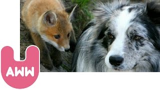 Dog and Fox Become Friends [upl. by Ed]