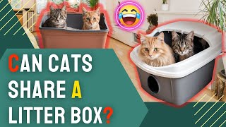 Can Cats Share a Litter Box Tips for Multi Cat Owners in 2024 [upl. by Sitra]