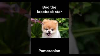 famous dog breeds dog pets shortvairal cuteanimal [upl. by Nuahsyar]