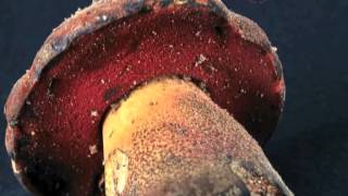 boletus erythropus [upl. by Nosnorb]