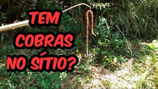 TEM COBRAS NO SÍTIONO NOSSO SÍTIO TEMBORA PRA ROÇA [upl. by Rodge83]