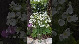 Watch my personal review of rambling Rose “Rf Kiftsgate” now  gardenerben [upl. by Drannek765]