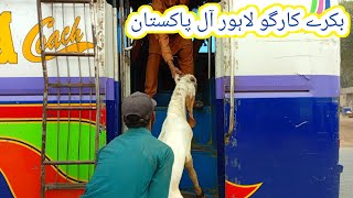 Bakre cargo all Pakistan  pura Tarika Dekhen video mein  15 Nov 2024  gillani goat farm [upl. by Lesak730]