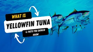 What Is A Yellowfin Tuna And 10 Facts You Should Know [upl. by Nuahs]