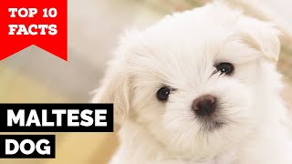 Maltese Dog  Top 10 Facts [upl. by Turpin]