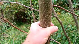 Growth and shade of honey locust [upl. by Rehtaeh]