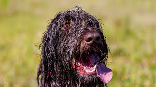 Wirehaired Pointing Griffons Perfect Family Pets [upl. by Halverson202]