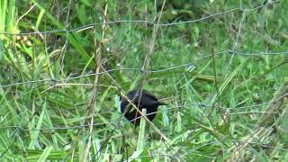 Tibetanischer Wildvogel gesichtet [upl. by Raine]