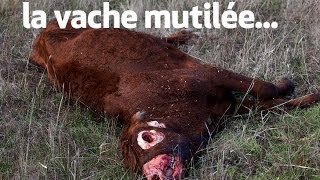 la vache mutilée  the unexplained files [upl. by Anthea]