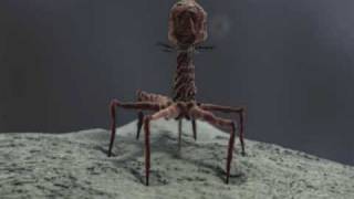 3d Demo Reel bacteriophage T4 and stereocilia  medical animation [upl. by Suirradal]