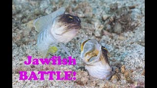 Underwater Jawfish Battle [upl. by Akeinahs]