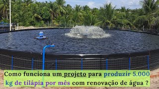 PISCICULTURA 497 Como produzir 5 000 kg de tilápia por mês como renovação de água [upl. by Rollo]