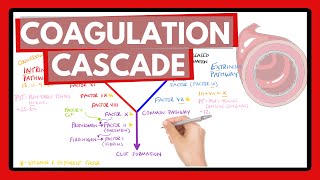 Coagulation Cascade  Easy Way To Remember Intrinsic vs Extrinsic Pathways  PT or PTT [upl. by Xed781]