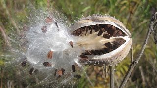 Seed dispersal  The great escape [upl. by Bronny]