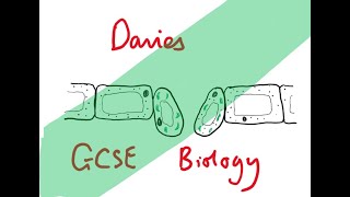 GCSE Biology 24 The Lungs and Gas Exchange [upl. by Perl]