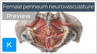 Nerves arteries and veins of the female perineum preview  Human Anatomy  Kenhub [upl. by Grof]