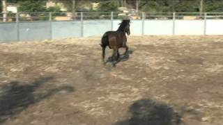 caballos de venta rancho san angelquotsementales y maquilasquot [upl. by Syverson48]