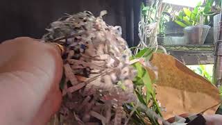 Orchid unboxing from Orchidsbythelakecom [upl. by Cornia]